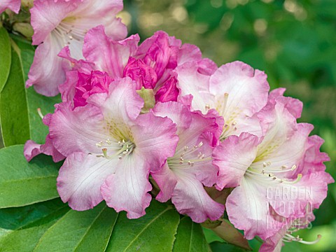 RHODODENDRON_DEXTERS_APPLEBLOSSOM