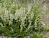 SALVIA PRATENSIS SWAN LAKE