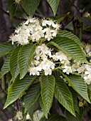 SORBUS ALNIFOLIA REDBIRD FLOWERS