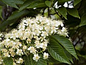 SORBUS ALNIFOLIA REDBIRD FLOWERS