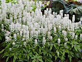 TIARELLA STARGAZER MERCURY