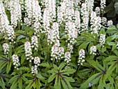 TIARELLA STARGAZER MERCURY