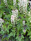 TIARELLA SUGAR AND SPICE