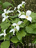 TRILLIUM GRANDIFLORUM