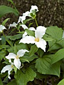 TRILLIUM GRANDIFLORUM
