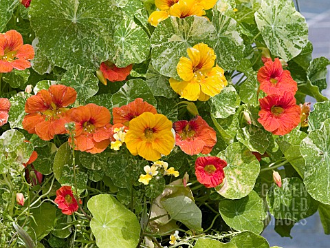 TROPAEOLUM_MAJUS_ALASKA