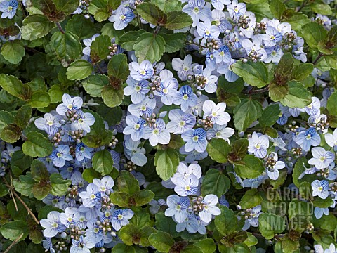 VERONICA_WATERPERRY_BLUE