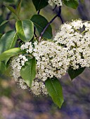 VIBURNUM LENTAGO