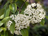 VIBURNUM LENTAGO