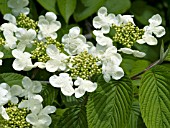 VIBURNUM PLICATUM MARIESII