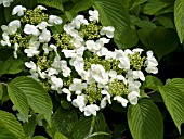 VIBURNUM PLICATUM MARIESII