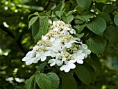 VIBURNUM PLICATUM SHASTA