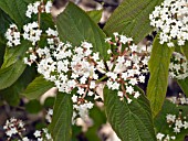 VIBURNUM SETIGERUM