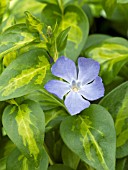 VINCA MAJOR MACULATA VARIEGATA