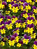 VIOLA CORNUTA SORBET SUNNY ROYALE