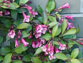 WEIGELA BLACK MAGIC