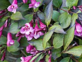 WEIGELA BLACK MAGIC