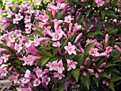 WEIGELA FLORIDA PINK POPPET