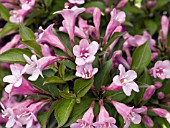 WEIGELA FLORIDA PINK POPPET