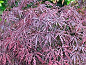 ACER PALMATUM DISSECTUM TAMUKEYAMA