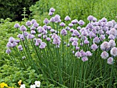 ALLIUM SCHOENOPRASUM