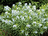 AMSONIA TABERNAEMONTANA