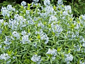 AMSONIA TABERNAEMONTANA