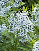 AMSONIA TABERNAEMONTANA