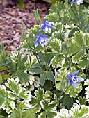 AQUILEGIA FLABELLATA PUMILA SILVER EDGE