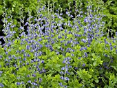 BAPTISIA AUSTRALIS