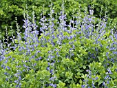 BAPTISIA AUSTRALIS