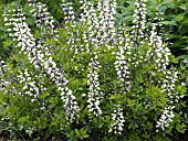 BAPTISIA AUSTRALIS ALBA