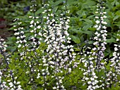 BAPTISIA AUSTRALIS ALBA