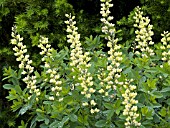 BAPTISIA CAROLINA MOONLIGHT