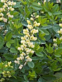 BAPTISIA CAROLINA MOONLIGHT