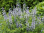 BAPTISIA PURPLE SMOKE