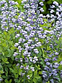 BAPTISIA PURPLE SMOKE