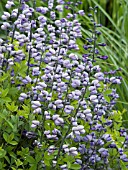 BAPTISIA PURPLE SMOKE