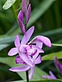 BLETILLA STRIATA