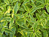 CARYOPTERIS CLANDONENSIS SUMMER SORBET FOLIAGE