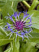 CENTAUREA MONTANA