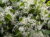 CHIONANTHUS VIRGINICUS