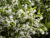 CHIONANTHUS VIRGINICUS