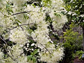 CHIONANTHUS VIRGINICUS