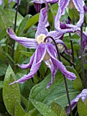 CLEMATIS INTEGRIFOLIA ROSE COLORED GLASSES