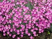DIANTHUS FIREWITCH