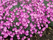 DIANTHUS FIREWITCH