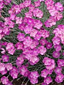 DIANTHUS FIREWITCH