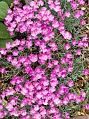 DIANTHUS FIREWITCH