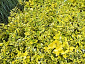 EUONYMUS FORTUNEI EMERALD N GOLD